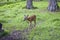 Small fawn goes Path in, Bialowieza National Park