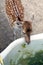Small fawn at the watering place in a French farm