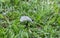 Small feather on green grass