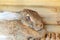 Small feeding brown rabbit on animal farm in rabbit-hutch, barn ranch background. Bunny in hutch on natural eco farm. Modern