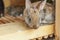 Small feeding brown rabbit on animal farm in rabbit-hutch, barn ranch background. Bunny in hutch on natural eco farm. Modern