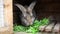 Small feeding brown rabbit chewing grass in rabbit-hutch on animal farm, barn ranch background. Bunny in hutch on