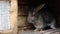 Small feeding brown rabbit in rabbit-hutch on animal farm, barn ranch background. Bunny in hutch on natural eco farm