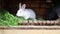 Small feeding white and black rabbits chewing grass in rabbit-hutch on animal farm, barn ranch background. Bunny in