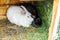 Small feeding white and black rabbits chewing grass in rabbit-hutch on animal farm, barn ranch background. Bunny in