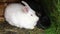 Small feeding white and black rabbits chewing grass in rabbit-hutch on animal farm, barn ranch background. Bunny in