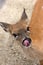 Small female deer licking it\'s lips and nose