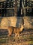 Small female deer in Wisconsin nature center