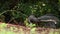 A small female Lyrebird digging and calling out