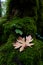 Small fern and brown leaf on a mossy stump in the forest