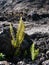 Small Fern growing in Lava field