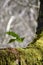 Small fern growing on a tree covered in moss.