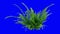 Small Fern Isolated On Blue For Keying