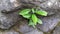 Small fern leaves grow under larger plants in rock crevices