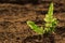 Small fern leaves are translucent on the ground