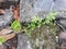 small ferns that grow between the fence