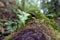 Small ferns grow on a mossy log in the green wooded forest