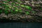 Small ferns grow upside down on the vault of the cave above the water