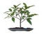 A small  Ficus septica tree on white background