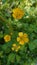 Small field flowers with yellow buttery petals