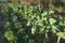 Small field full of vegetables in organic farm