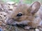 A small field mouse