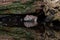 Small field mouse crouched under rotting wood