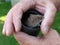 Small field mouse in the hand of an old man