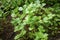 Small field of organic coriander growing