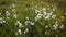 Small filed of cotton grass in Faroe Islands