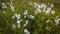 Small filed of cotton grass in Faroe Islands