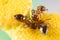 Small Fire Ants Eating Pollen from a Tansy Flower