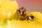 Small Fire Ants Eating Pollen from a Tansy Flower