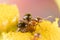 Small Fire Ants Eating Pollen from a Tansy Flower