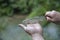 Small fish chub or bait in a woman`s hand in soft blur green background.