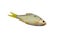 Small fish - Cyprinidae