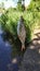 Small fish hooked on a fishing rod against the background of reeds and the lake