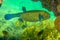 Small fish inside head cleans gills Yellow boxfish Ostracion cubicus. Amazing symbiosis of marine animal. Mutual benefit.