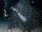 Small fish sheltering next to a diver during a feeding frenzy in the Red Sea