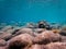 Small fishes over bottom stones in Mediterranean sea