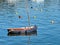 Small Fishing Boat Moored in Calm Harbour Waters