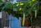 Small fishing boats refection on the fjord part 12loofah plant, loofah flower or gourd plant or okra plant with blue sky backgroun