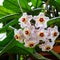 Small five pointed star flowers of the wax plant