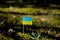 Small flag of Ukraine, made of paper in the forest, close up