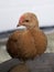A small fledgling chicken is sitting. Chicken portrait