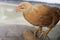 A small fledgling chicken is sitting. Chicken portrait
