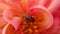 Small flie inside pink soft flower