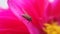 Small flie on pink wildflower