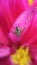 Small flie on pink wildflower
