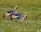 Small flock of African crowned cranes in a white flowered field